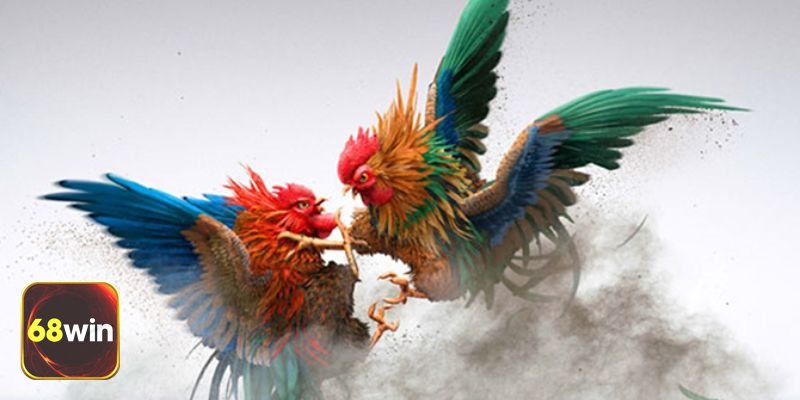 Thuật ngữ đá gà 68WIN - Đòn cơ bản nên thuộc