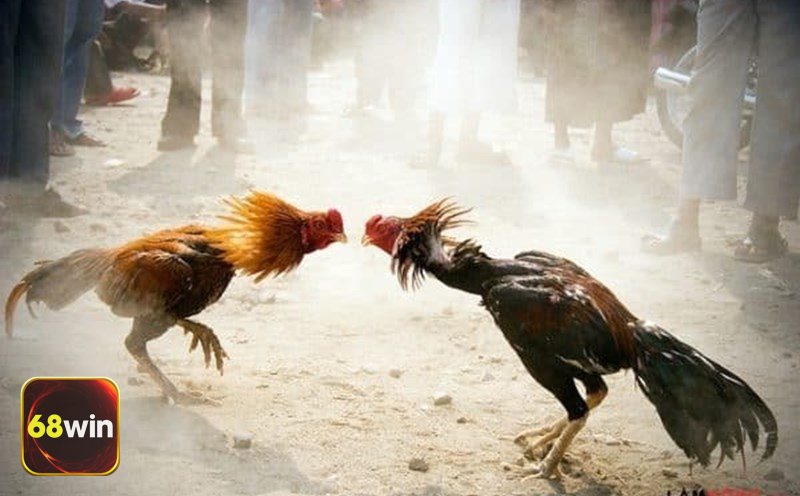 Đá Gà 68WIN - Kèo BDD (Hòa)