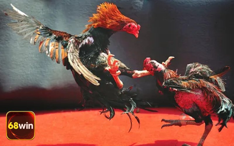Đá Gà 68WIN - Đấu trường quốc tế Thomo